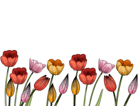 Set of three tulips flower hand drawn colorful sketch for drawing book vector illustration isolated on white backgroundのイラスト素材