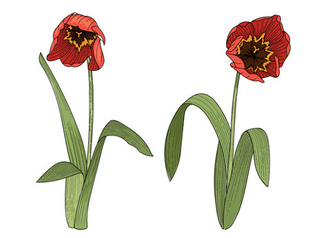 Set of two tulips flower hand drawn colorful sketch for drawing book vector illustration isolated on white backgroundのイラスト素材