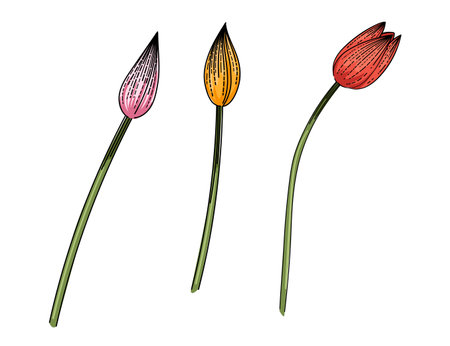Set of three tulips flower hand drawn colorful sketch for drawing book vector illustration isolated on white backgroundのイラスト素材