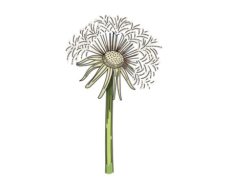 Dandelion flower hand drawn colorful sketch for drawing book vector illustration isolated on white background.のイラスト素材