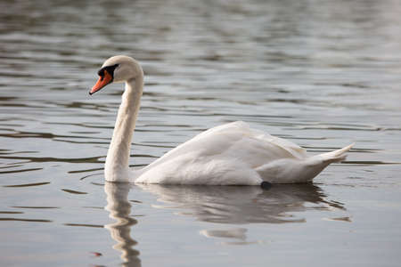Swan on blue lake water in sunny day, swans on pond, nature series
