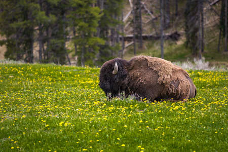 A large male bison Bison bison native to the plains and boreal forests of North America.の写真素材