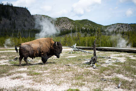Bisons by the Yellowstone River with geysers in the backgroundの写真素材