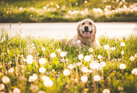 Golden retriever dog in enjoy sunの写真素材