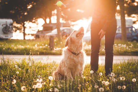 Girl playing with her golden retriever dog in summer parkのeditorial素材