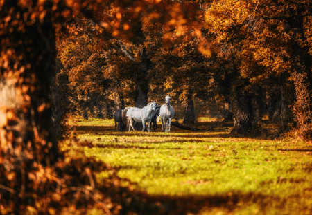 White wild horses in sunrise shine.の写真素材