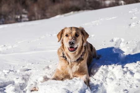 Labrador retriever dog playing in snow in the winter outdoors