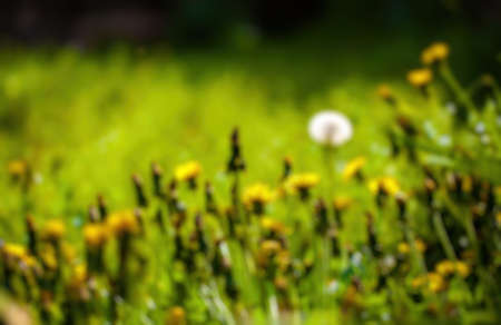 Abstract blurry background of dandelion filedの写真素材