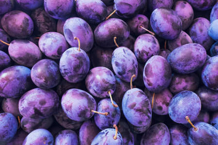 Fresh Plums. Blue and violet plums background texture.の写真素材