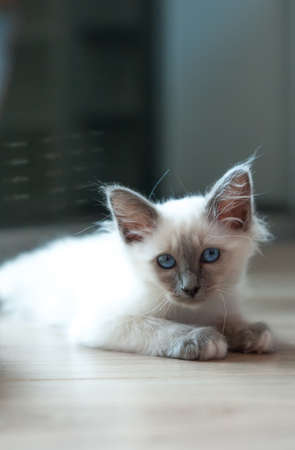 Portrait of white long hair birman cat with blue eyes.の写真素材