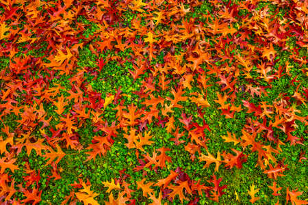 Golden Autumn leaf wallpaper pattern background.