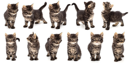 Collection of young gray stripped kitten on white backgroundの写真素材