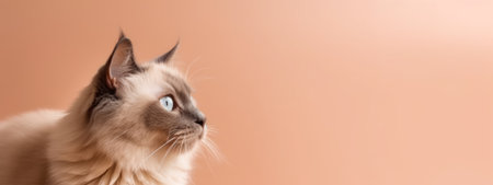 Cat in soft beige background banner with copy space. Generative AIの素材