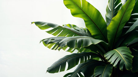 Lush green monstera leaves display dramatic shadows and translucent textures, creating an elegant botanical composition perfect for minimalist design, wellness, and luxury lifestyle contexts.の素材