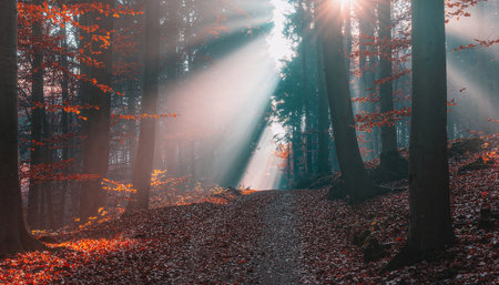 Ethereal morning light creates stunning sunbeams through fog in colorful fall woodland. Perfect for nature campaigns, wellness content, and seasonalの素材