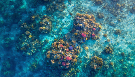 Stunning overhead view showcasing vibrant coral colonies with colorful polyps in turquoise ocean waters. Perfect for marine conservation, travel, environmental and educational content.の素材