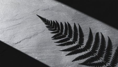 Artistic black and white composition featuring elegant fern leaf shadow cast on textured gray slate stone. Minimal contrast creates serene mood perfect for spa, wellness, and nature branding.の素材