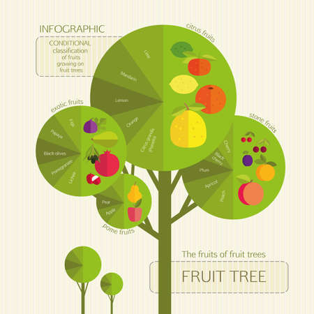 Gardening. Conditional classification of fruits growing on fruit trees. Infographic.のイラスト素材
