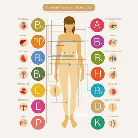 The role of vitamins in the human health. Visual scheme with the scientific name of vitamins and image systems of the human body.のイラスト素材