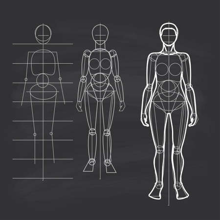 The circuit construction of the human figure. Female figure - narrow shoulders, wide hips. Line drawing. Chalk on the student board.のイラスト素材