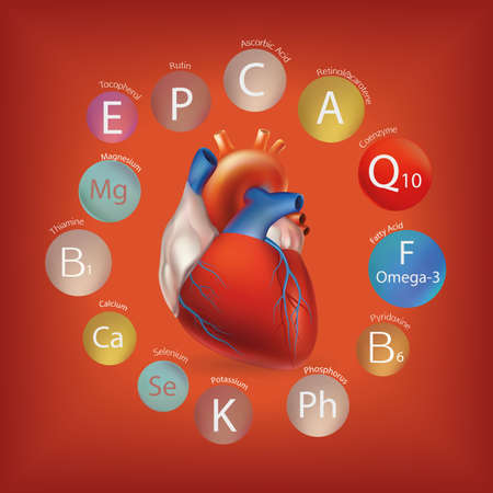 Schematic representation of the heart and the basic substances required for normal cardiac activity. Human health and nutrition.  Nutrition and Heart Health.のイラスト素材