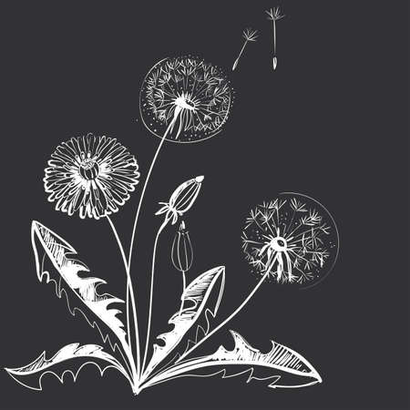 Hand drawing of a flower - dandelion. Dark background light pattern.のイラスト素材