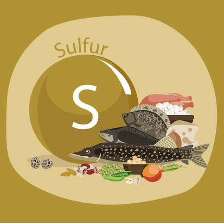 Sulfur and food sources infographic design backgroundのイラスト素材