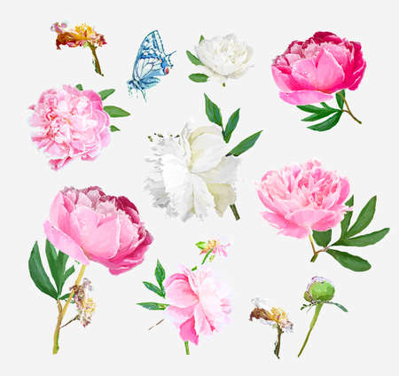 A picturesque peony flower. Seasonal flower. Inflorescence and leaves. Hand drawing in a vector format.のイラスト素材