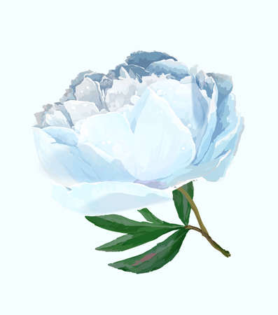 A flower of the garden peony. Vector illustration. White background, white flowerのイラスト素材