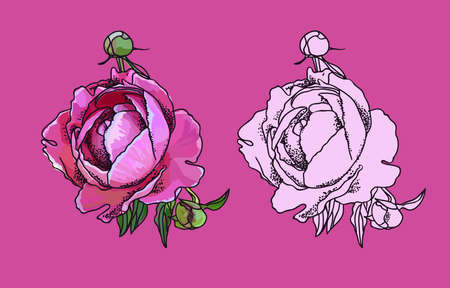 Picturesque drawing and outline sketch of flower peony.のイラスト素材