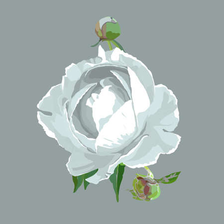 Picturesque drawing of a flower of a peony. Whiteのイラスト素材
