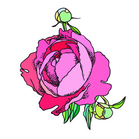 Peony, rose, flower and leaves. Illustrationのイラスト素材