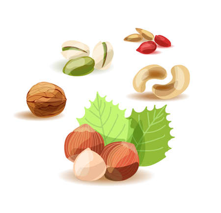 Nuts. Set of various nuts on a white background.のイラスト素材