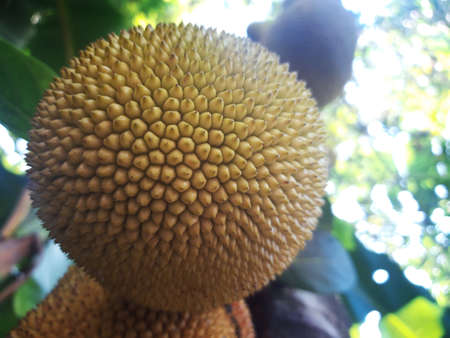 jackfruit from the bottom view with thorny skin and yellow coloredの写真素材