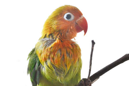 side view of a lovebird baby with rarely feathers in an isolated background