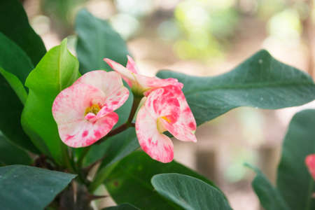 Pink Flowers With Red Spots With Euphorbia Milii Flowers With Green Leaves On Blur Backgroundの写真素材