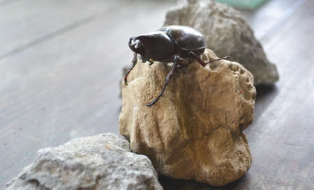 Rhino beetle stands on a brown rock.