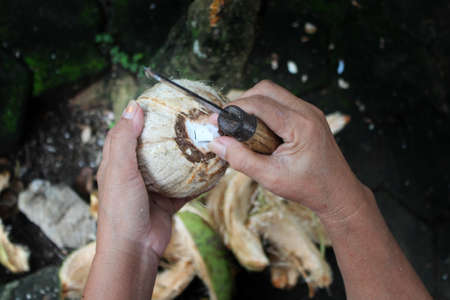 High Angle View of Hand Holding Coconut And Knife While Taking White Coconut Fruits With Coconut Skin Layers as Backgroundの写真素材
