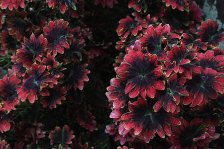 Miana exotic plant with maroon gradation leaves with a dark middle borderの写真素材