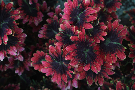 Attractive plant miana with selected focus on maroon gradient leaves on a darker backgroundの写真素材