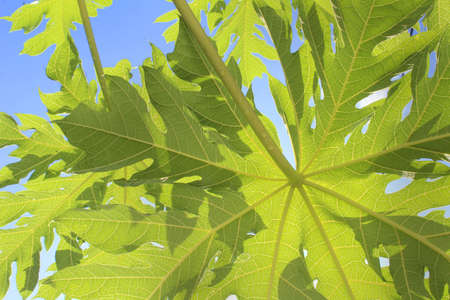bottom view of papaya leaves with dewy stems in the morning against a blue sky backgroundの写真素材