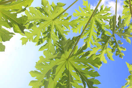 Seen from under the pawpaw leaves with a shining blue sky backgroundの写真素材