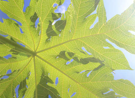 Papaya leaves exposed to the sun in the morning against a blue sky background