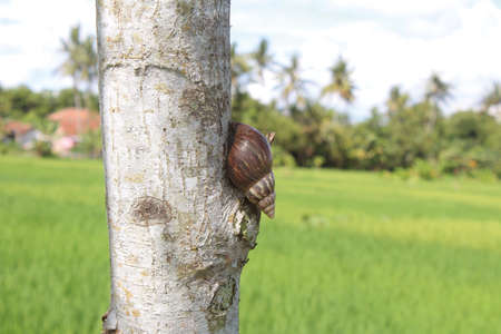 close up of snail hibernating in tree on blur background of rice field with treesの写真素材