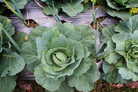 Young green cabbage heads grow on soil covered with plastic mulch in a farmer's fieldの写真素材