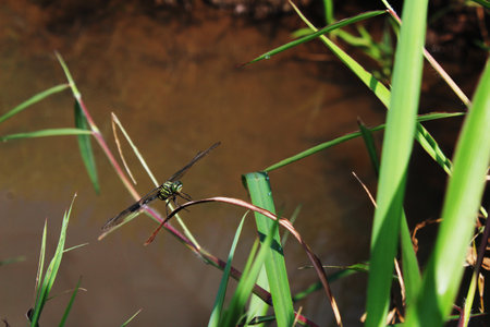 Front side view of a green hawker dragonfly landing on tiny brown leavesの写真素材