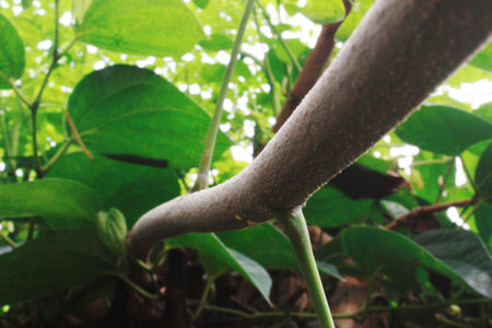 Curved trunk of moringa tree inserted between blurry betel leaf plantsの写真素材