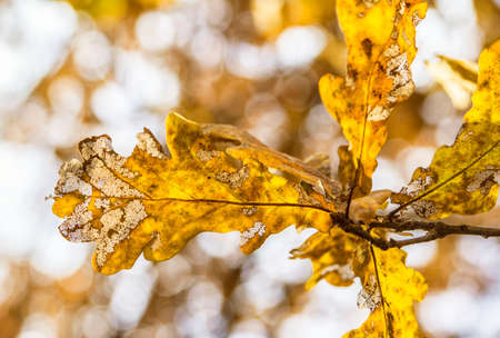 Golden oak leaves in autumn in Russiaの写真素材