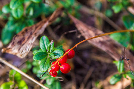 marsh berries in the October woodsの写真素材