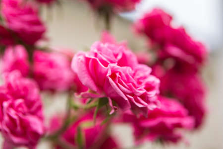 rose bush with beautiful pink rosesの写真素材
